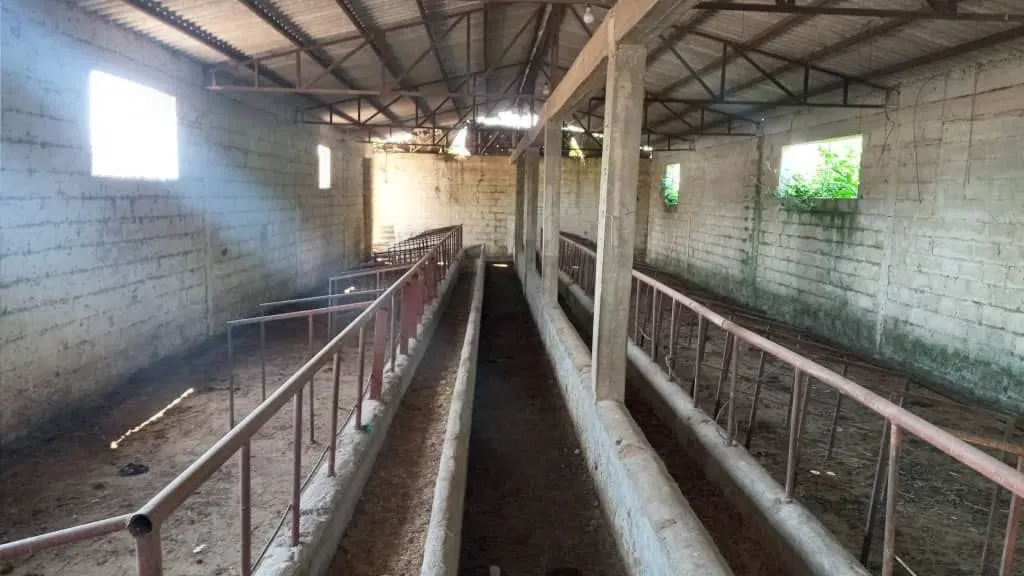گاوداری پرواربندی گوساله صنعتی اجاره ای