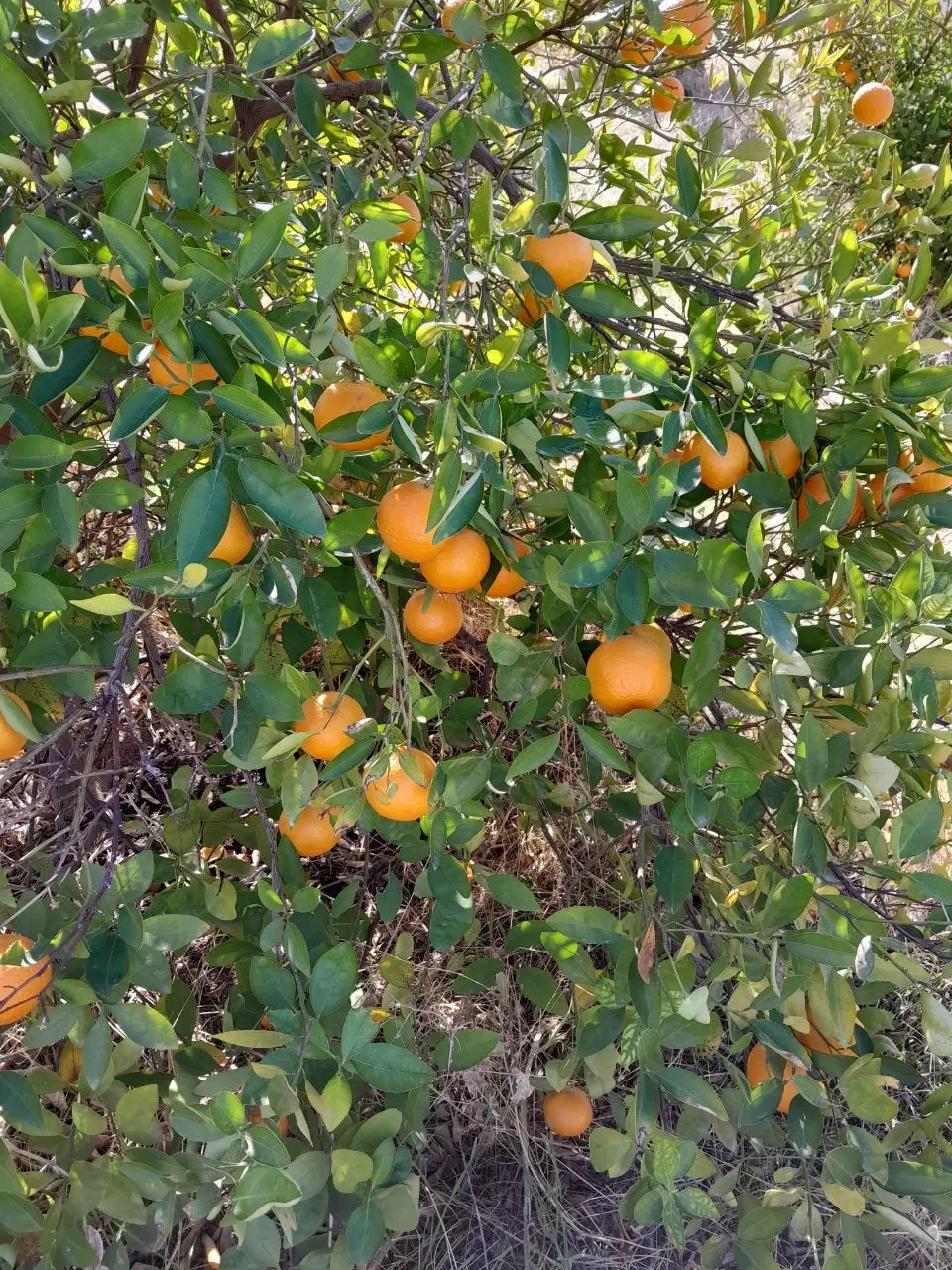 باغ ثمری