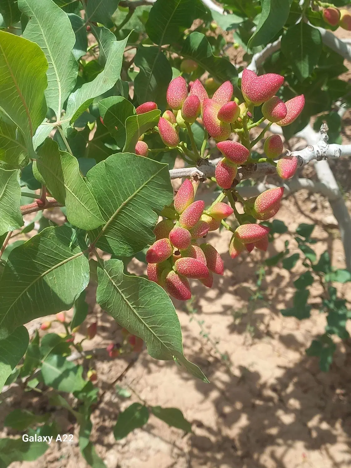 اجاره باغ پسته