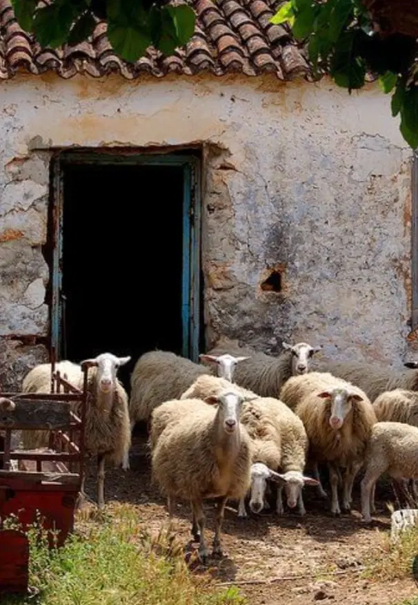 اجاره دامداری