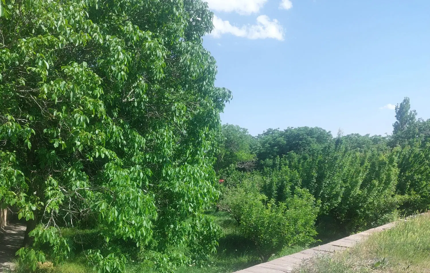 چمستان آپادانا۱۰۰۰مترشهرکی تکبرگ برق آسفالت