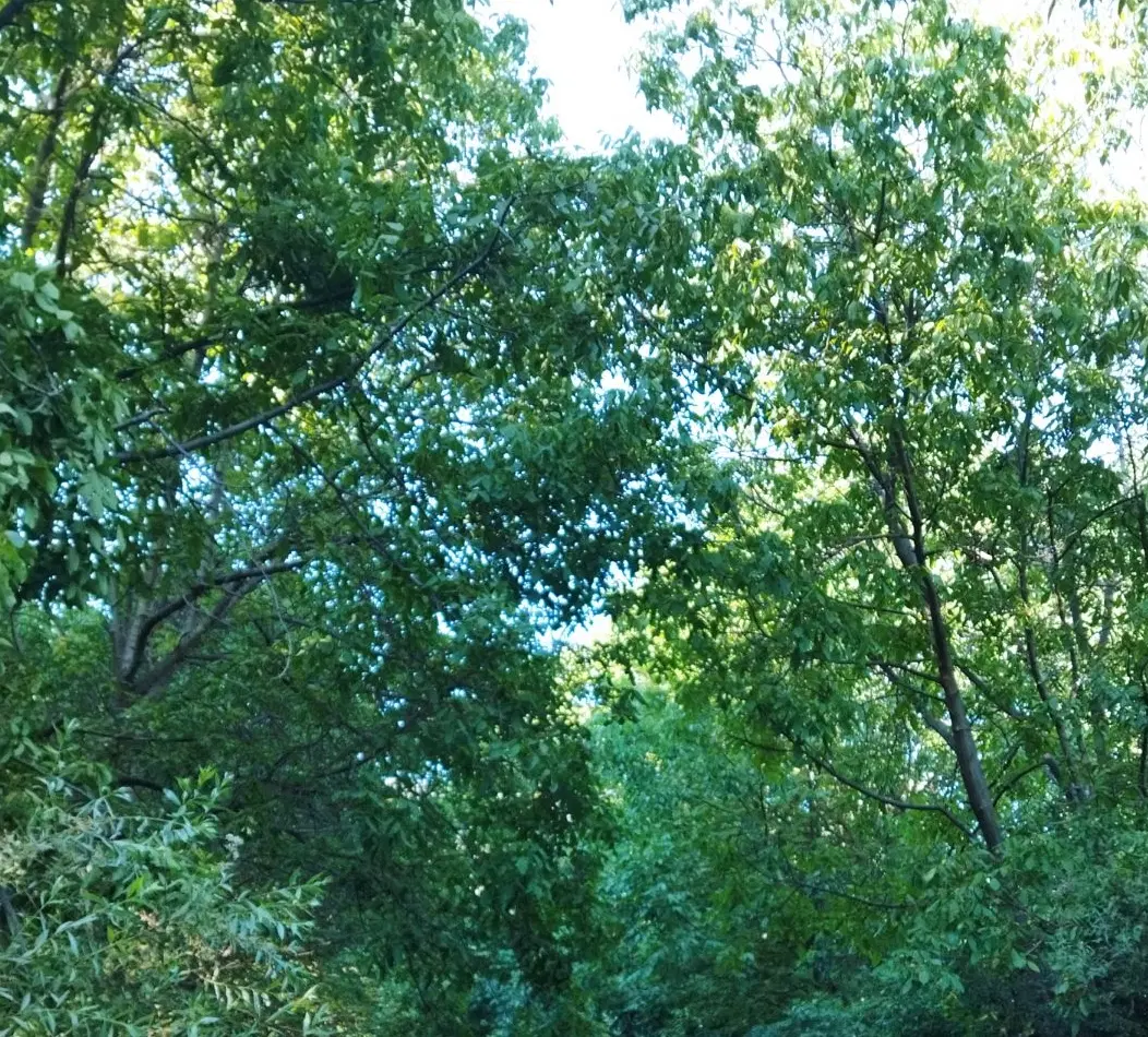 زمین کشاورزی