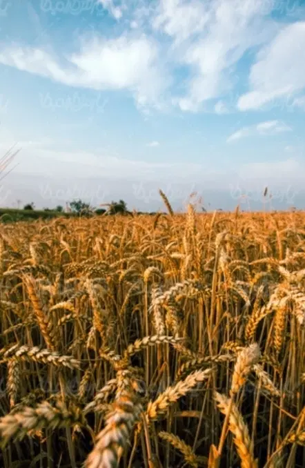 ۱۰هکتار زمین کشاورزی آبی