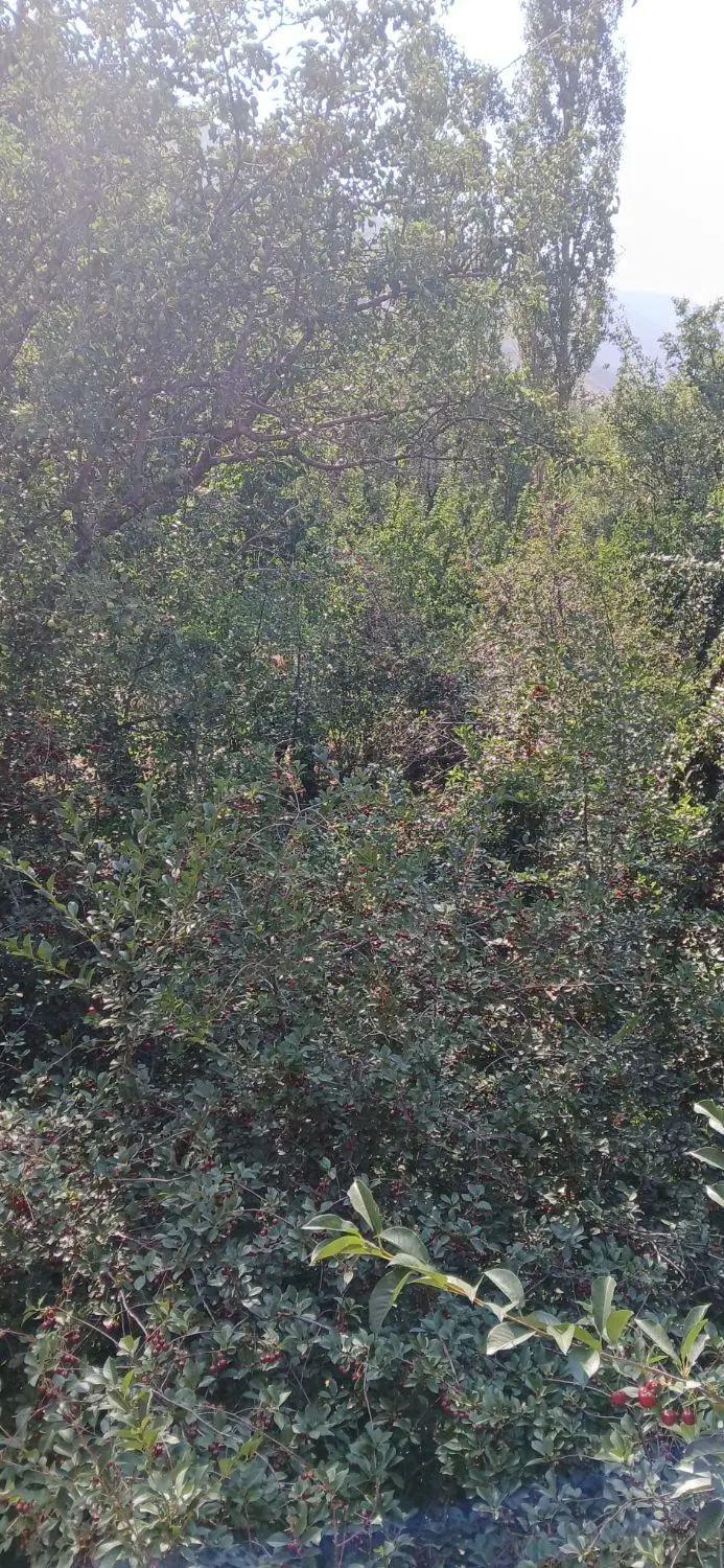 باغ البالو و گلابی