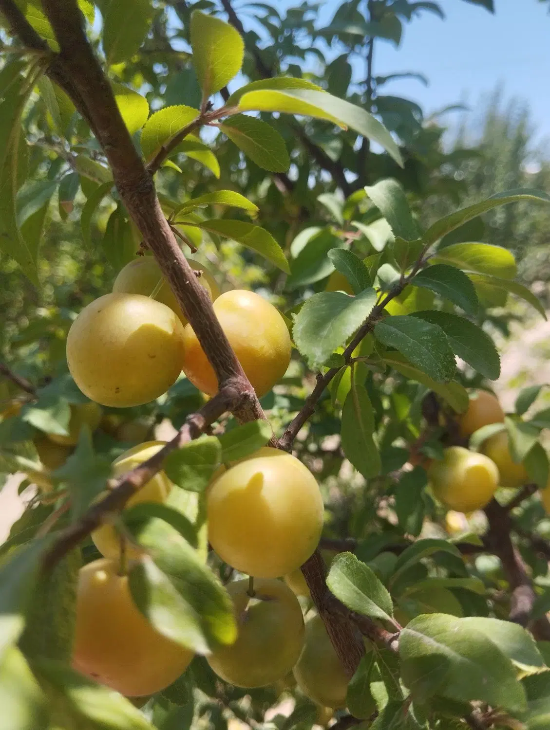 فروش باغچه در رویان
