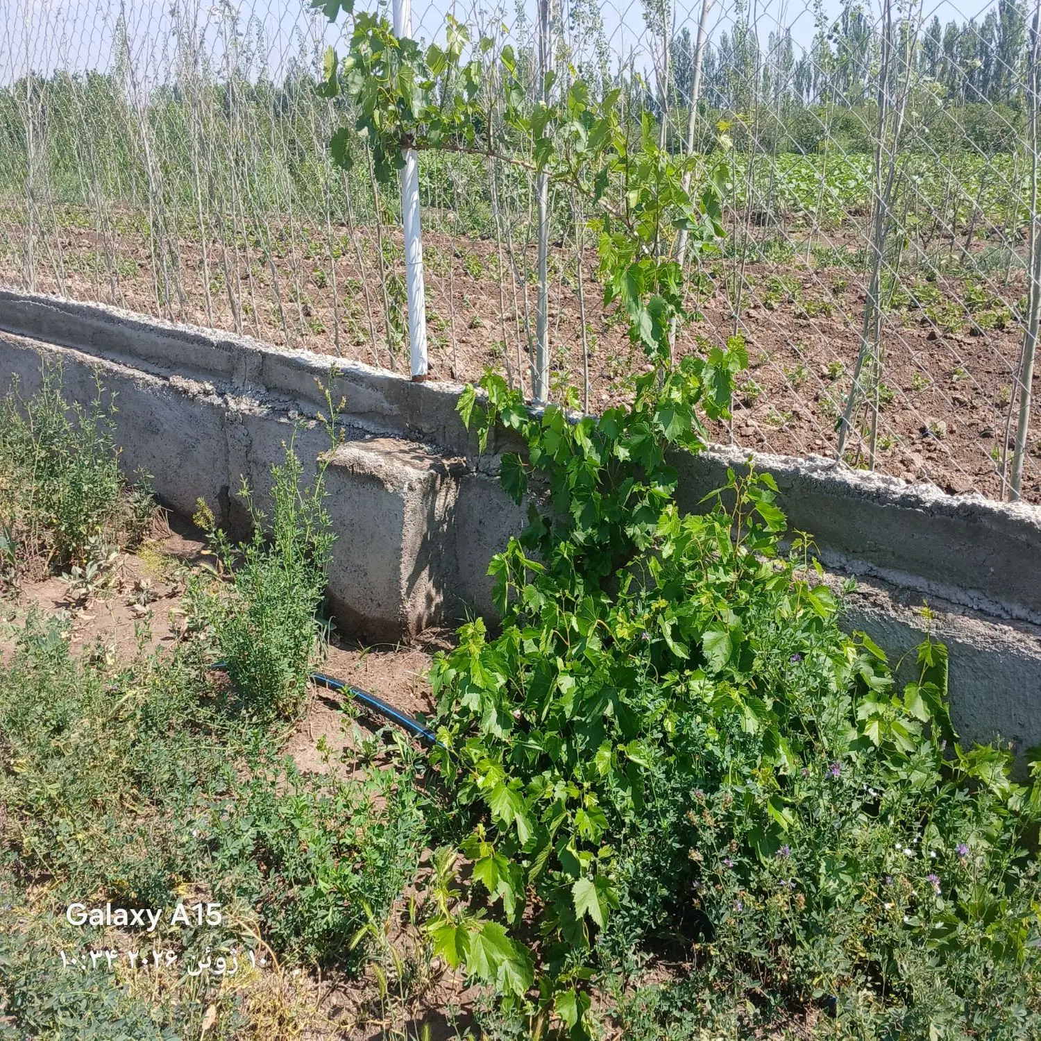 باغ درسعلکده