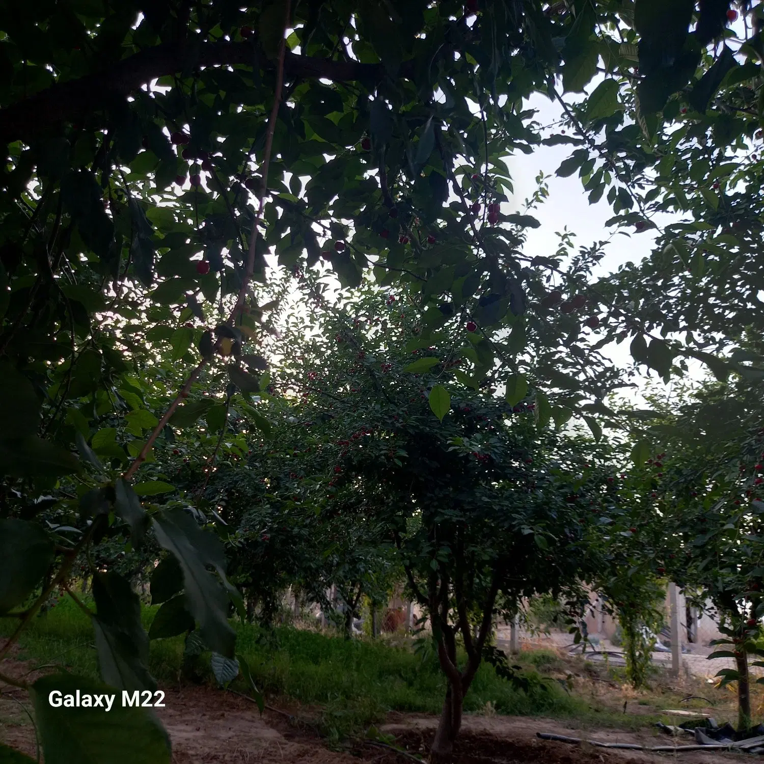 فروش باغ انگور