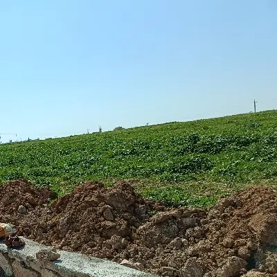 اجاره زمین کشاورزی دیم