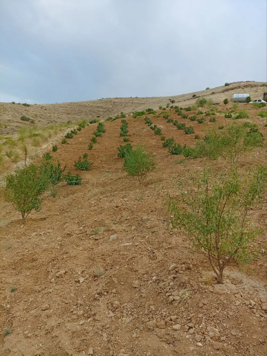 باغ ده کیلومتری شیراز