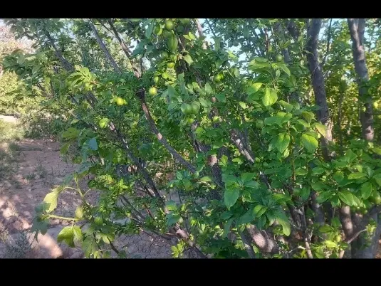 باغ پربار در روستای زرین رود