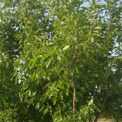 خرید و فروش طرح  ،باغ،زمین ،ویلا در سامان و حومه