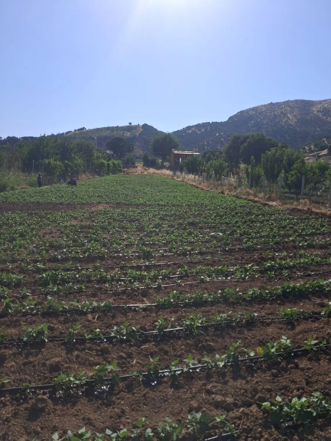زمین کشا ورزی دشت سلسی