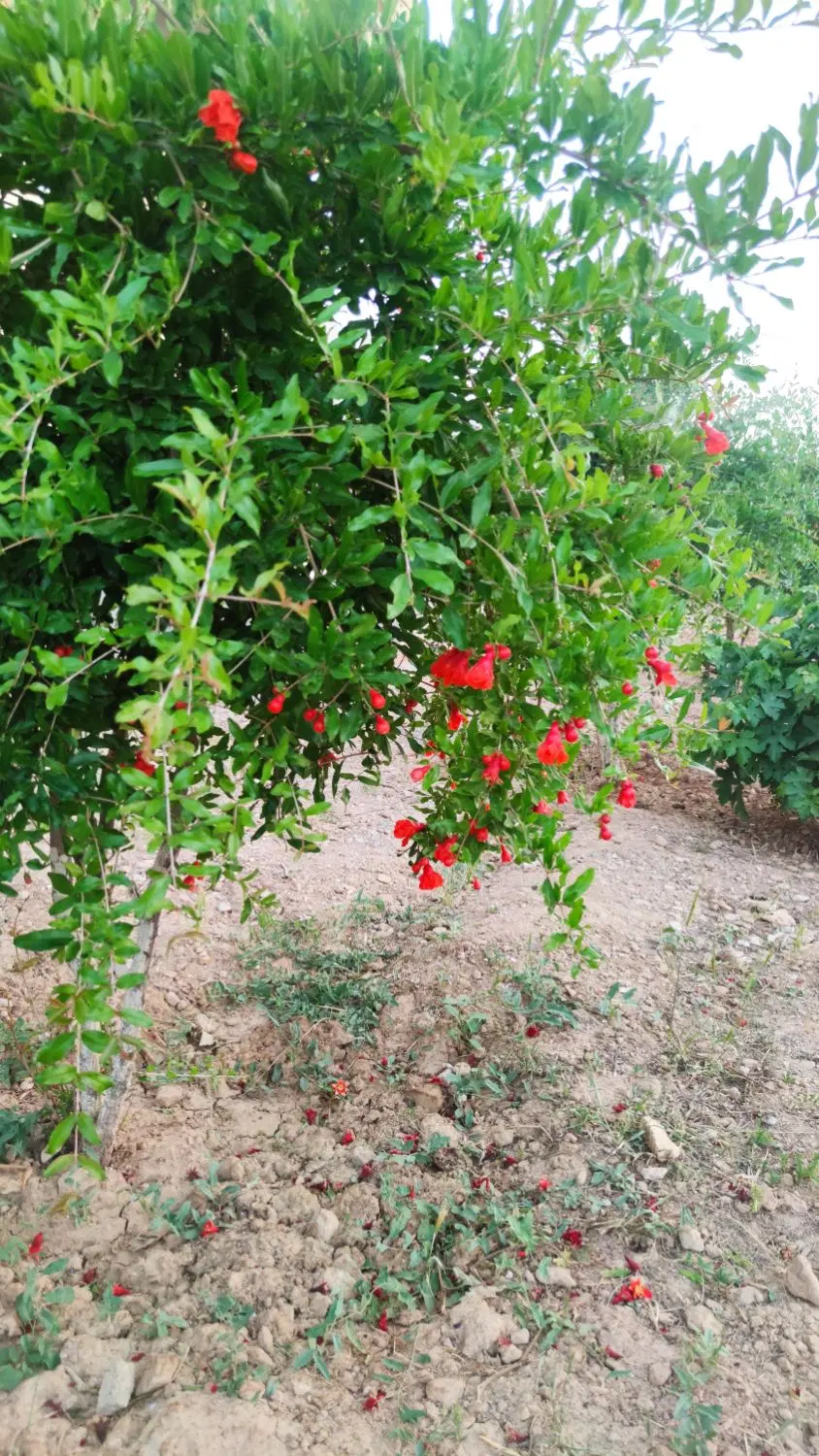 باغ شهری زرقان