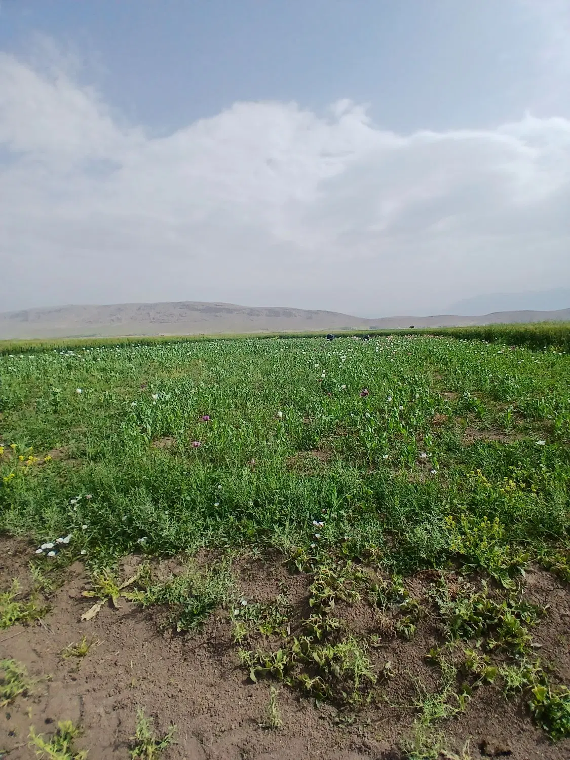 زمین گشاورزی آبی