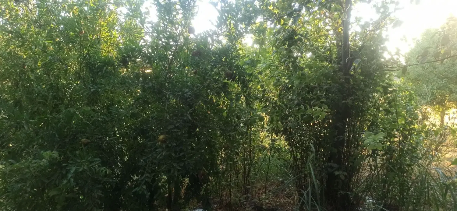 باغ متراژ ۴۰۰متر نزدیک شهر جوانرود