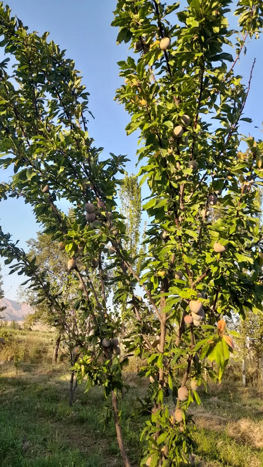 فروش خانه باغ