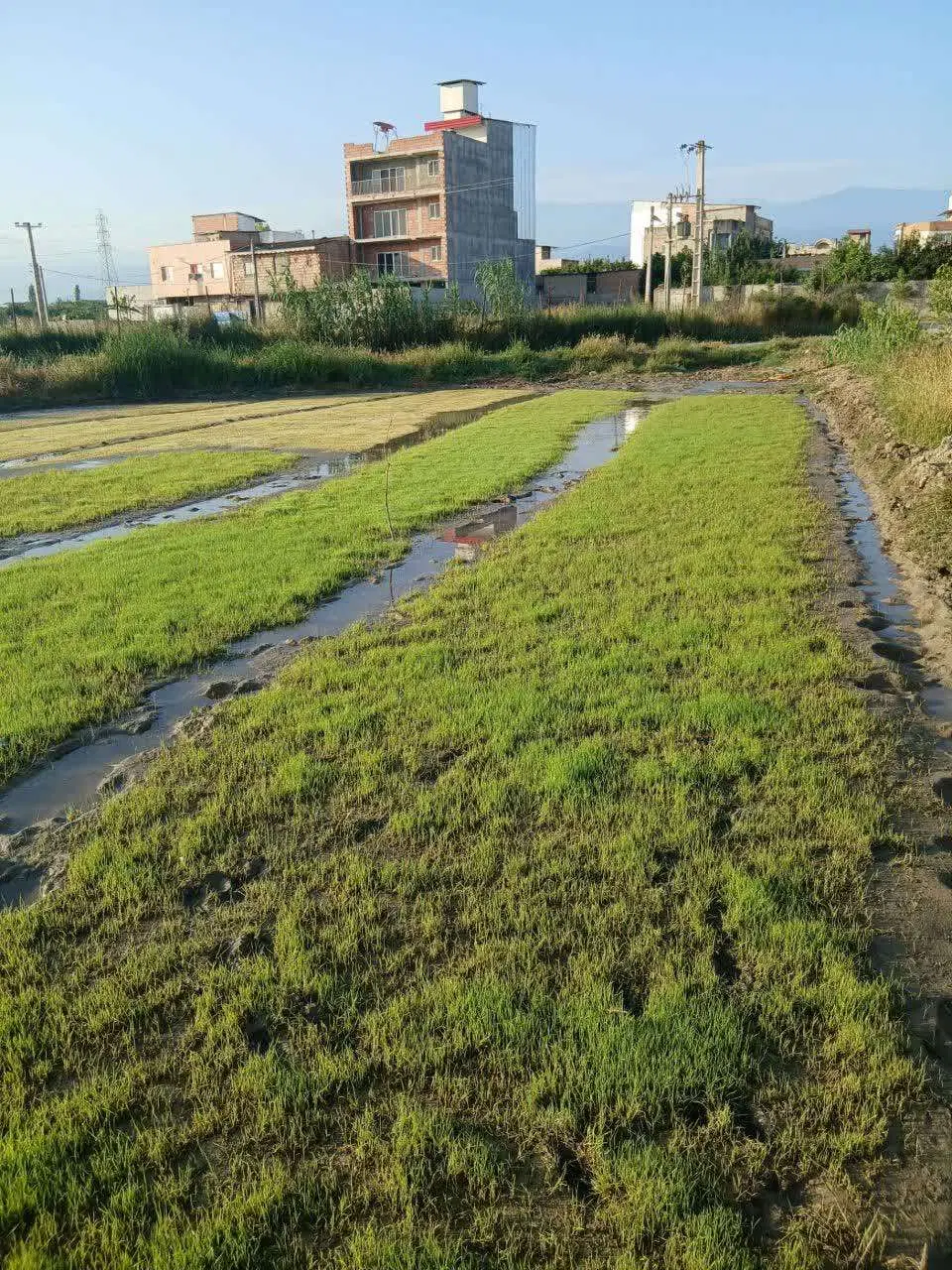 زمین مسکونی