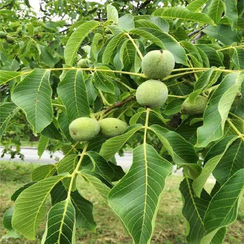 اجاره باغ گردو