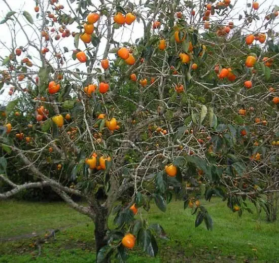 ۳۰۰ متر زمین باغی مزرک