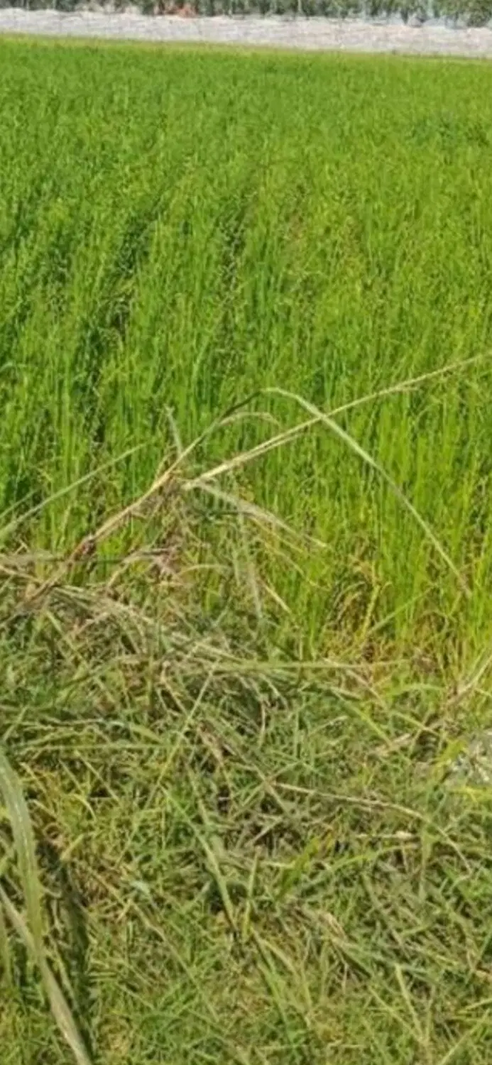 فروش زمین  باغی درشهر رودان.سنگی.خوربنان.