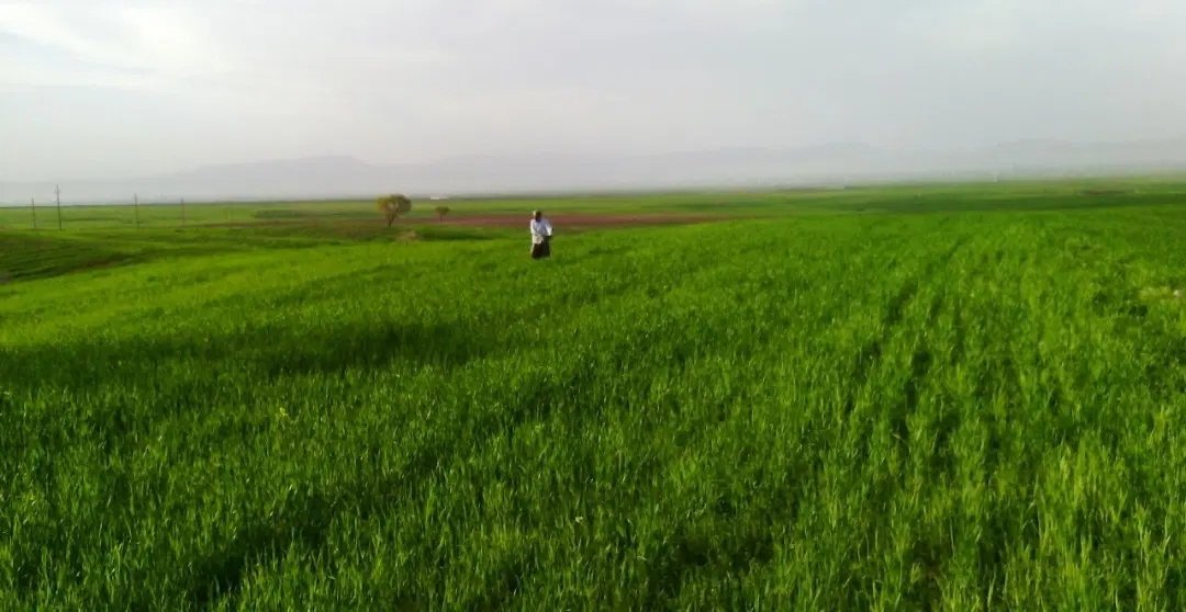 فروش دو و نیم هکتار زمین کشاورزی