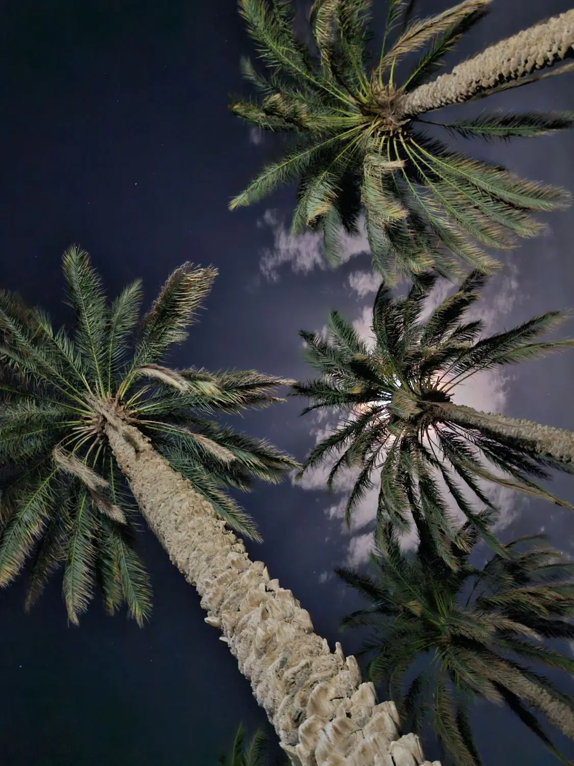 اجاره خوشه خرما