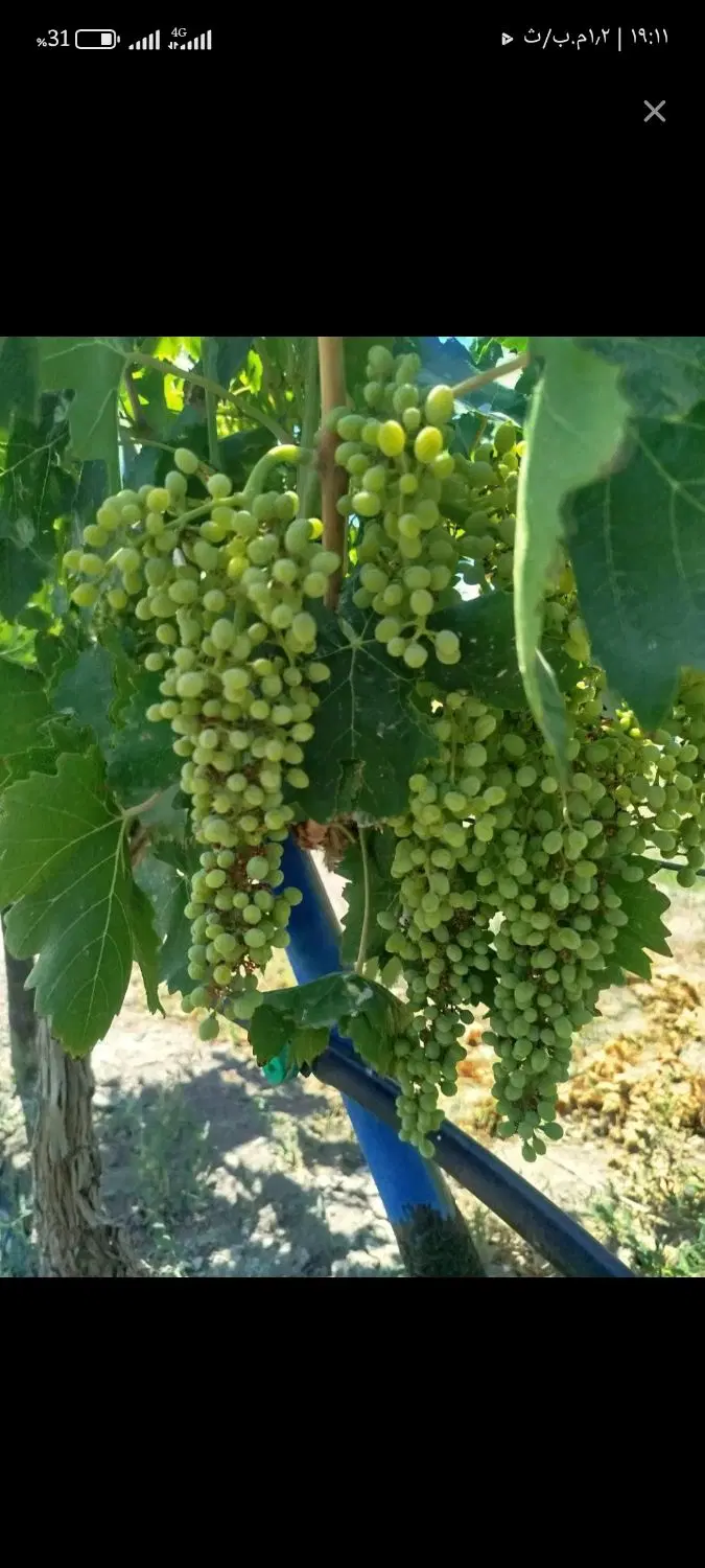 فروش باغ و باغچه