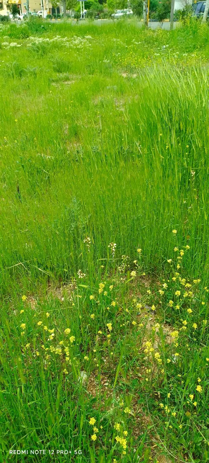زمین ۳۷۰ متری بر اصلی بهشتی