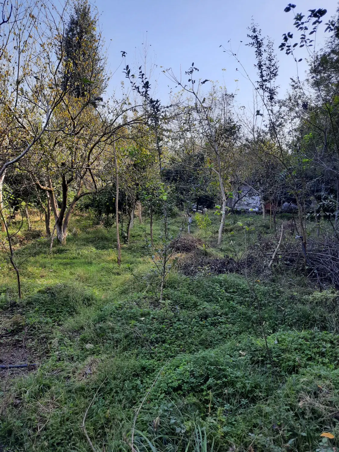 ۳۸۸۱ متر زمین مسکونی
