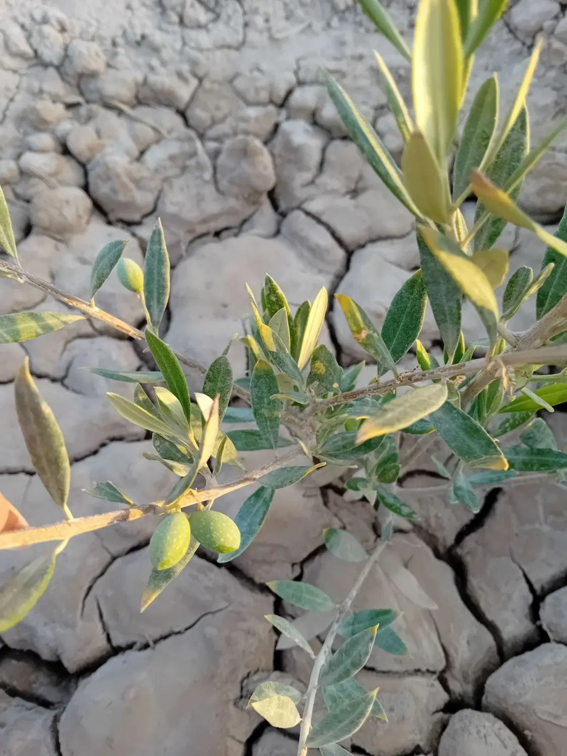 600متر زمین احمد آباد