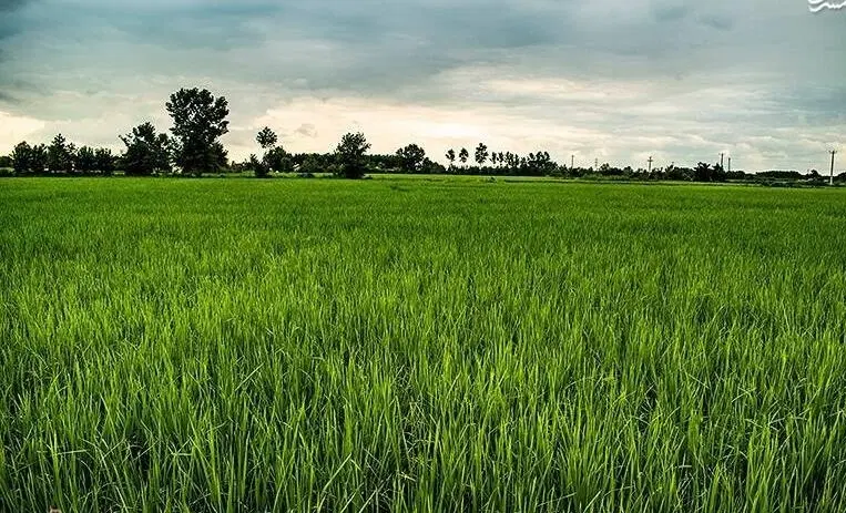 زمین شالیزاری  شهری مزایده