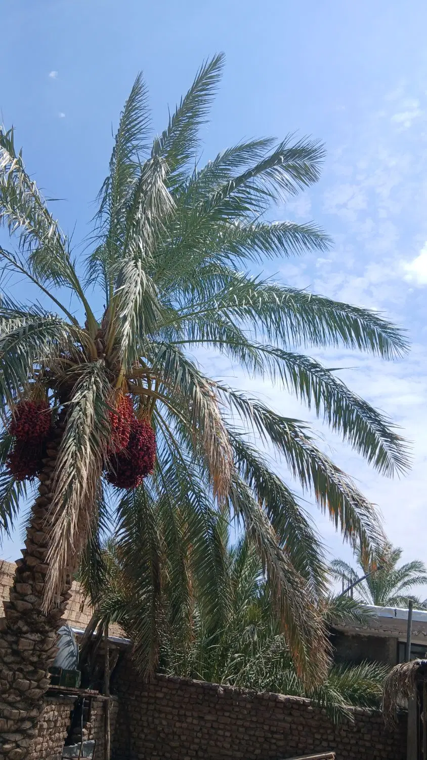 فروش باغ باخرما دربروات
