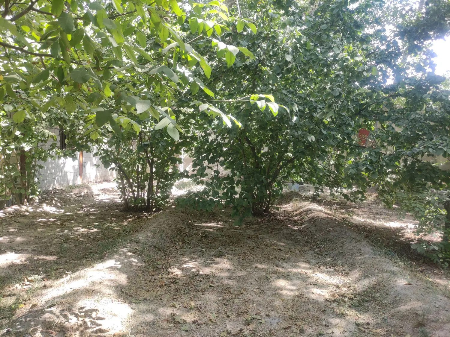باغ انشعاب دار اسکو