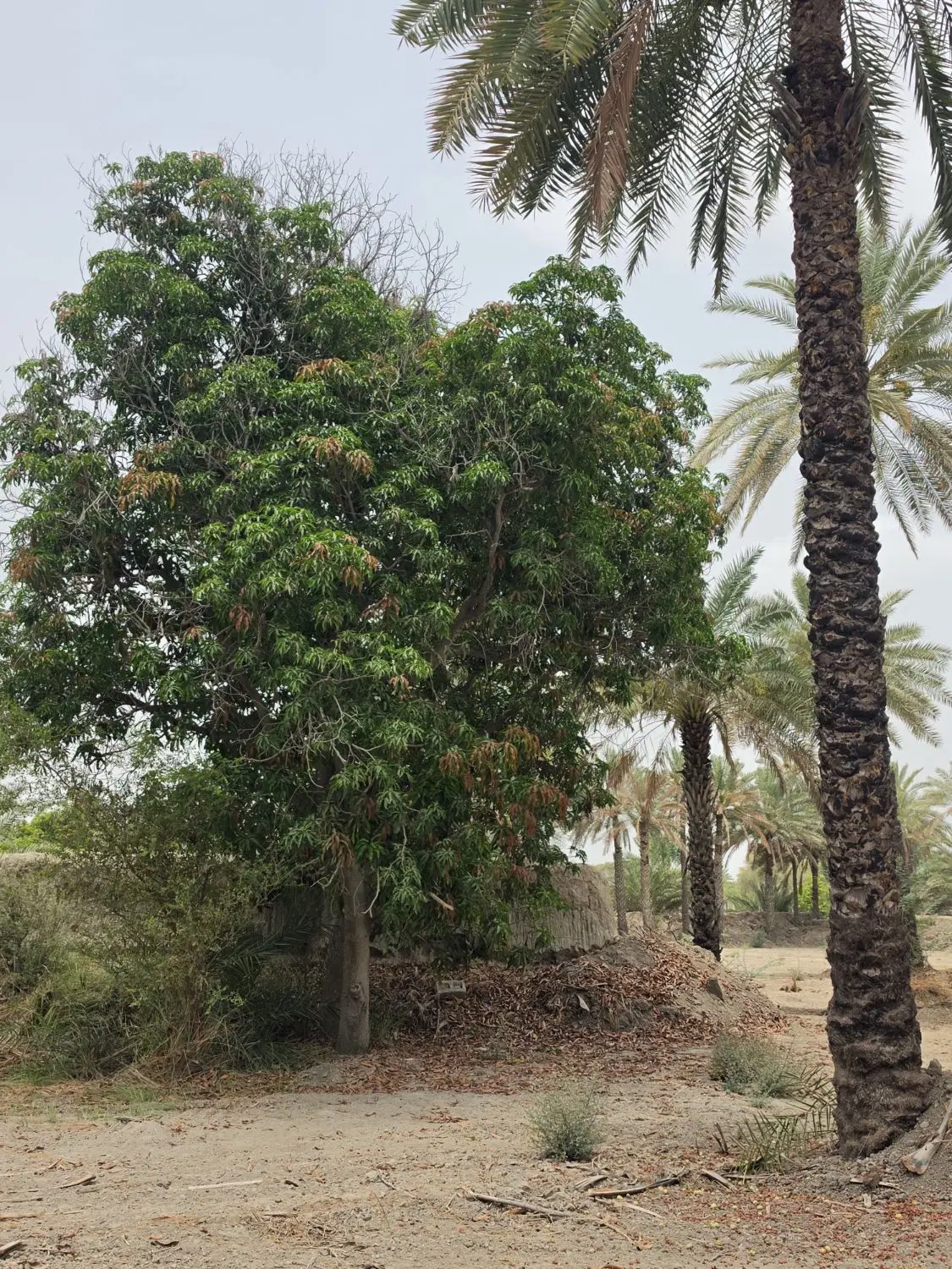 فروش باغ فروش باغ یک هکتاری