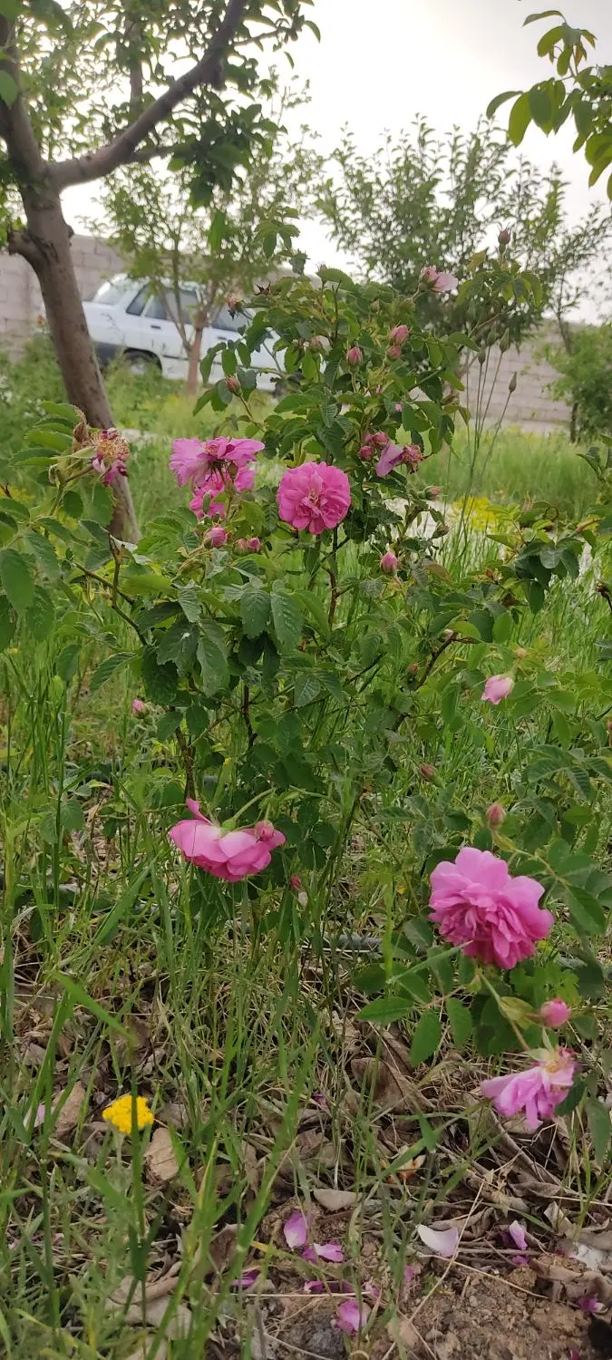 رازبین ۵۰۰متری