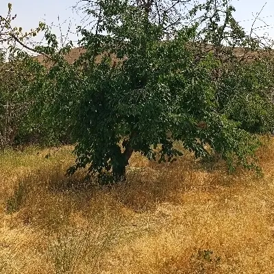 باغ مشجر کردان بالا