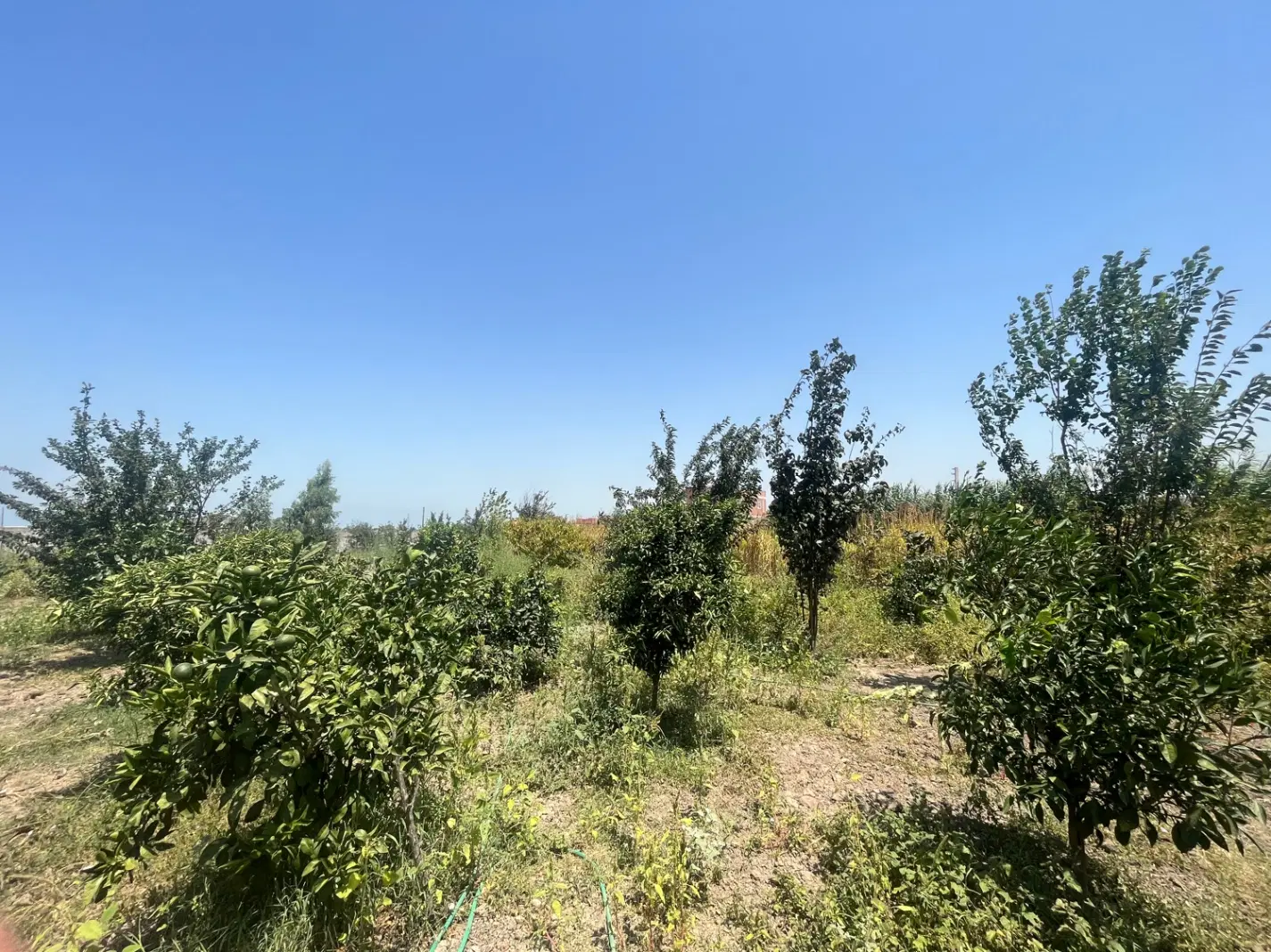 شمال سیمرغ ساحلی