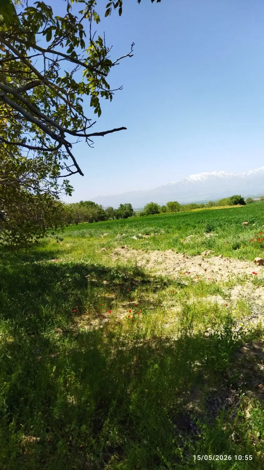 اجاره زمین و باغ گردو انگو