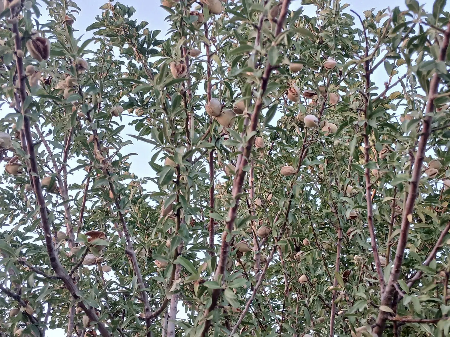 باغ گلبهار