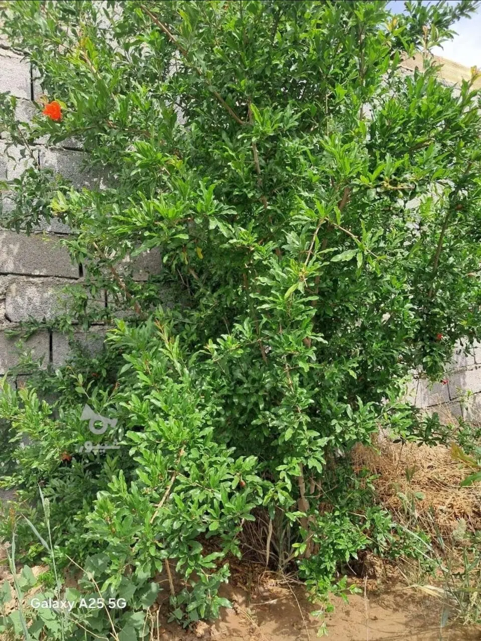 چهاردیواری_ داخل مجموعه _شرایطی
