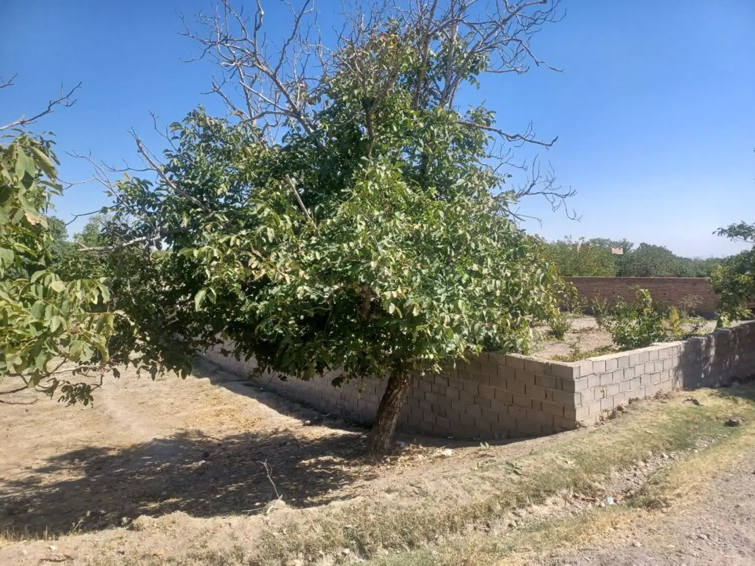 زمین کشاورزی