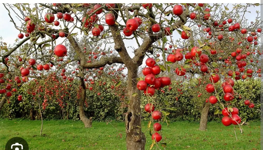 زمین باغشهری کودیان