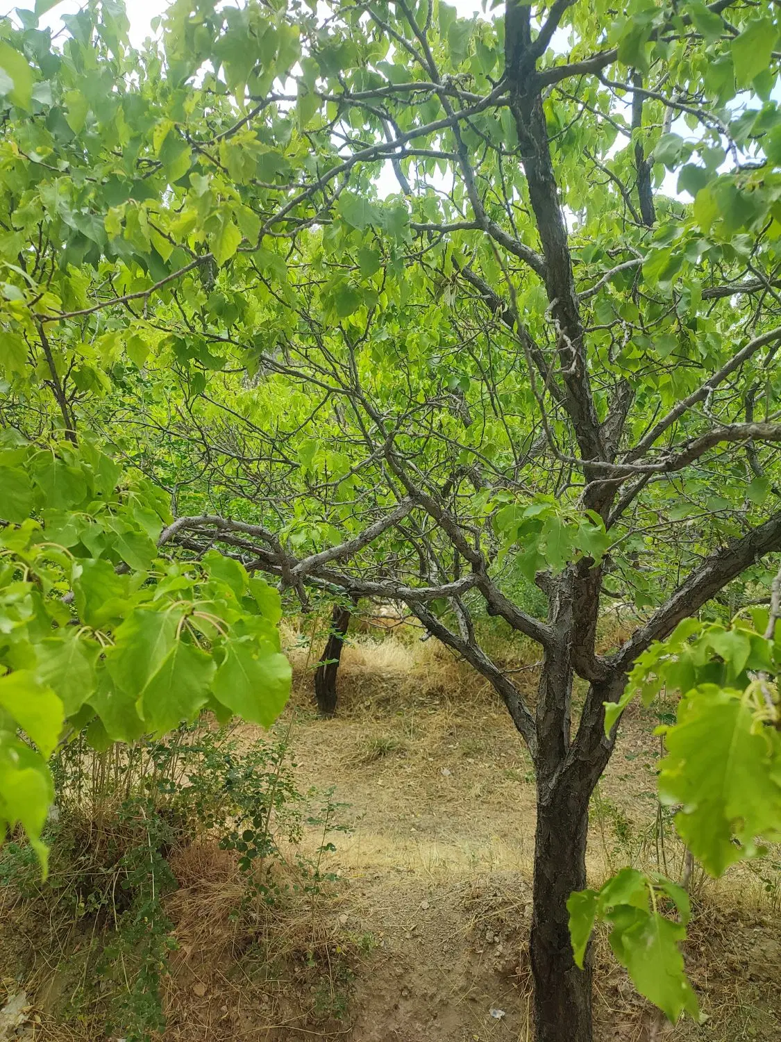 باغ جنگلی در اسکو