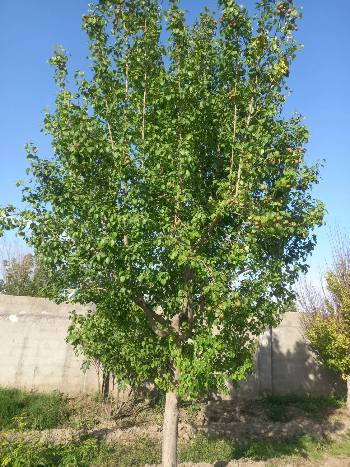 باغ فروشی