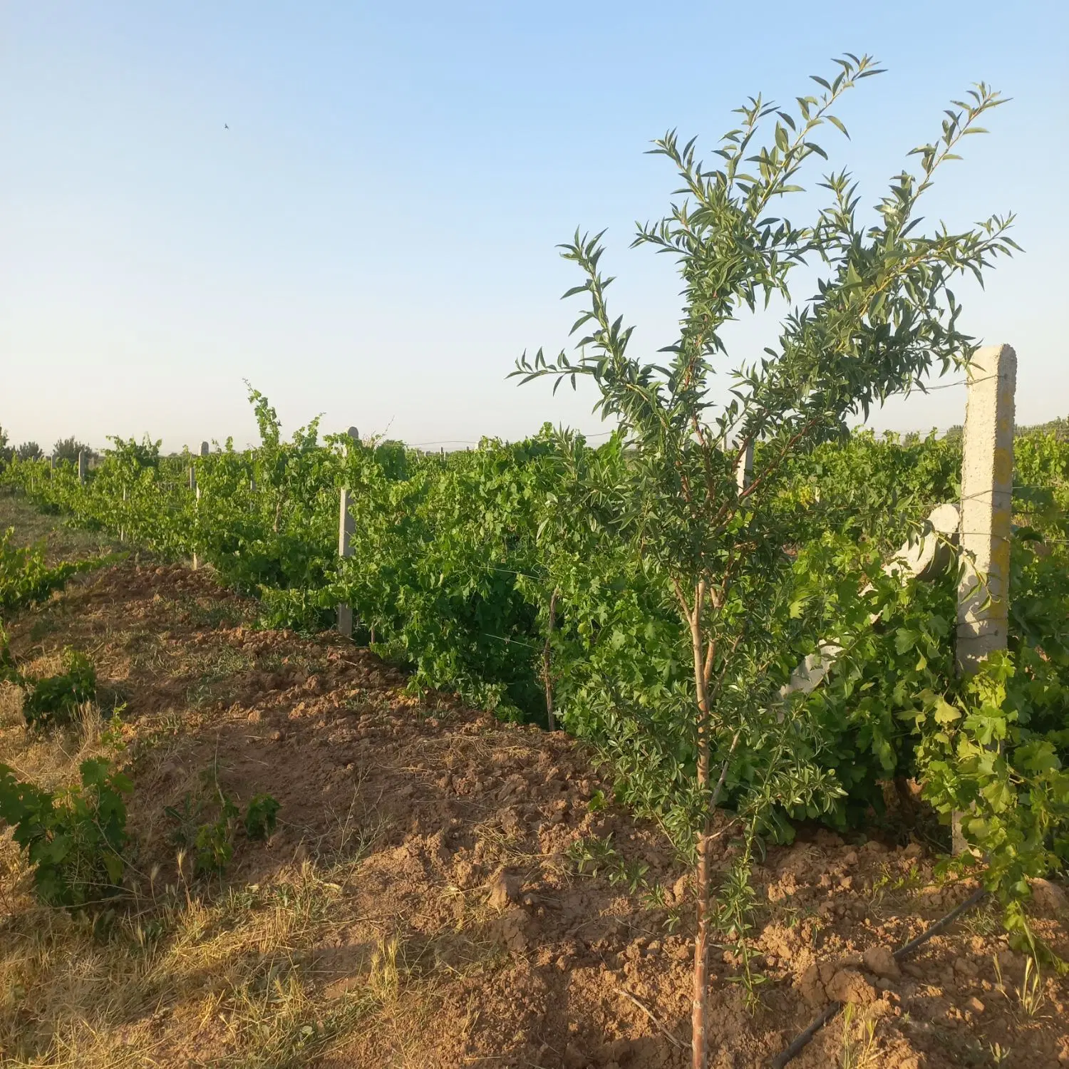 باغ سند تک برگ با سهمیه آب