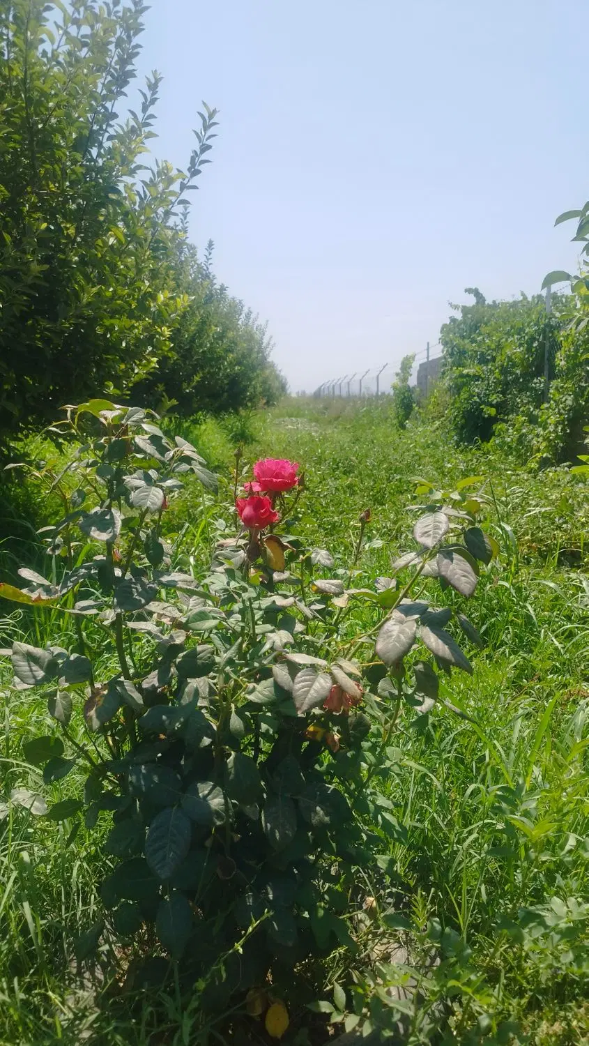 فروش باغچه سیب در روستای حسنلو