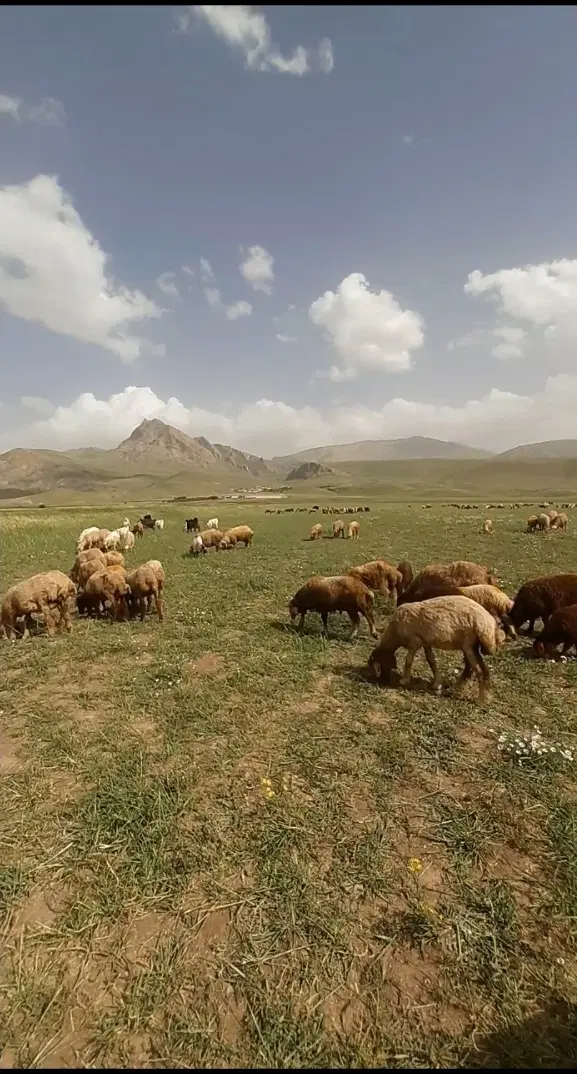 زمین کشاورزی