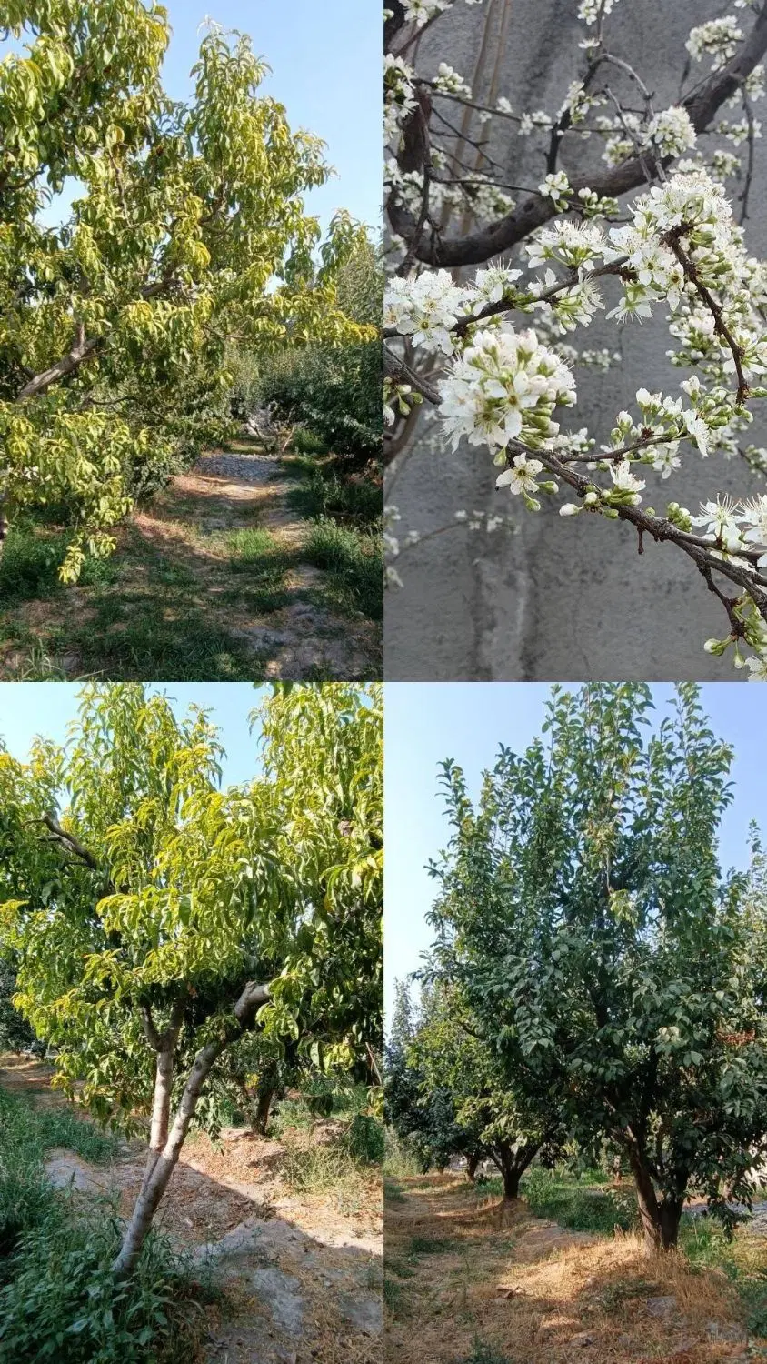 باغچه ۵۰۰متری