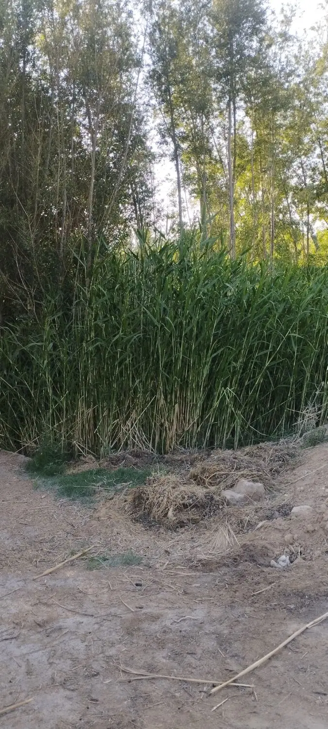 فروش‌باغ‌زمین‌ویلا‌روستای‌استانه