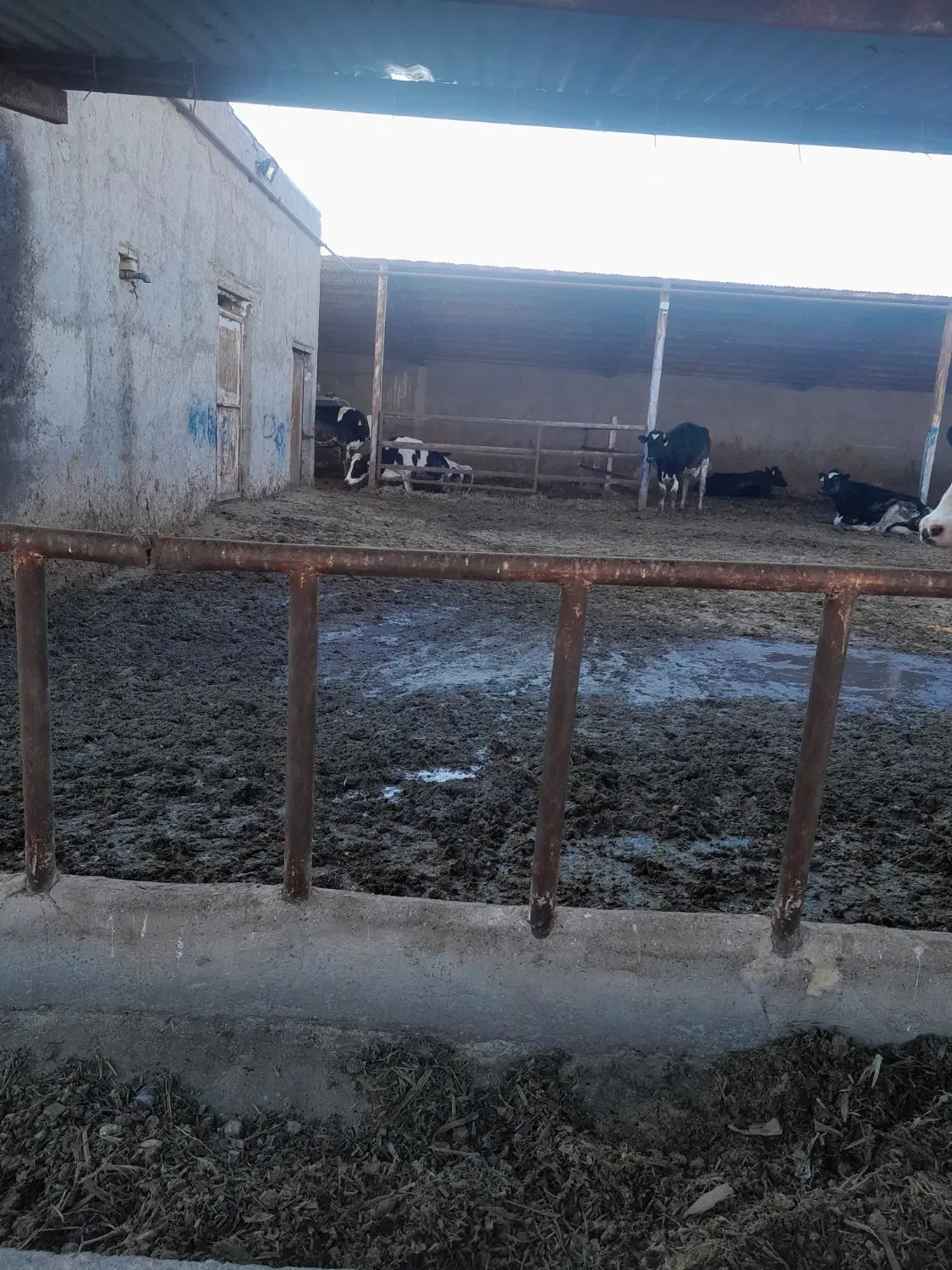 اجاره گاوداری جهان آباد نهاوند املاک سیدذاکر